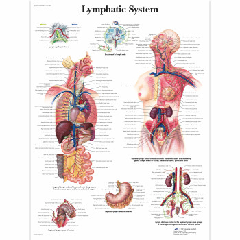 VR1392 Lymphatic System Poster