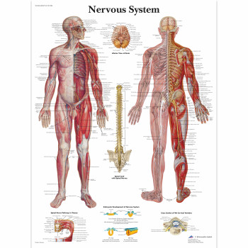 VR1620 Nervous System Poster