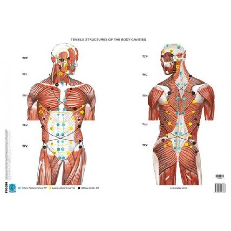 Fascial Manipulation Posters - Internal Parts