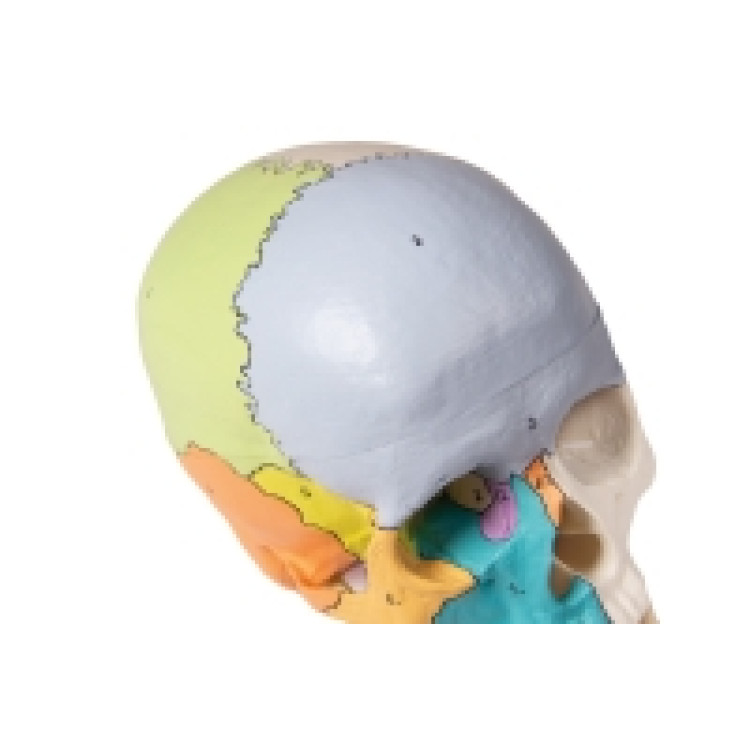 Skull Model, 3 Part, Didactical Painted