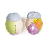 Skull Model, 3 Part, Didactical Painted