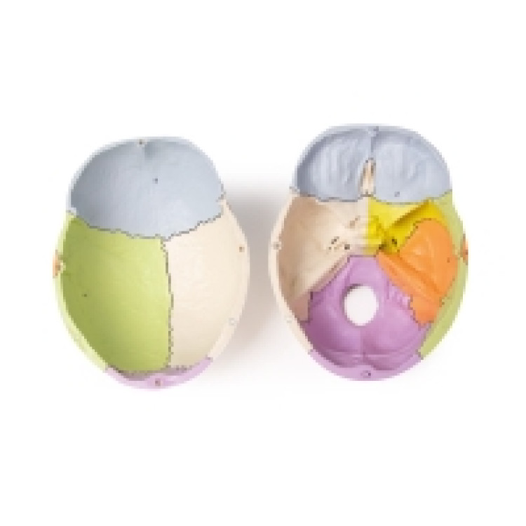 Skull Model, 3 Part, Didactical Painted