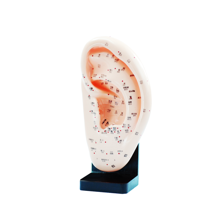 Μοντέλο Αυτιού Κινέζικου Βελονισμού